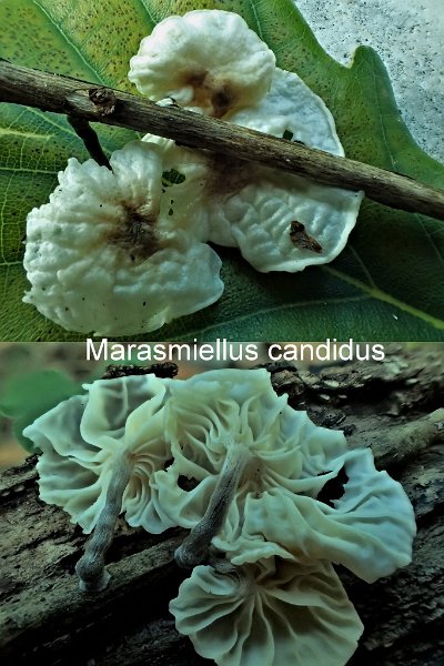 Marasmiellus candidus-amf1261.jpg